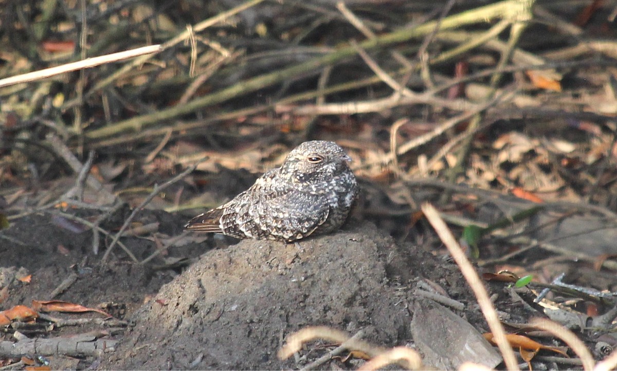 Savanna Nightjar (Sunda) - ML622144974