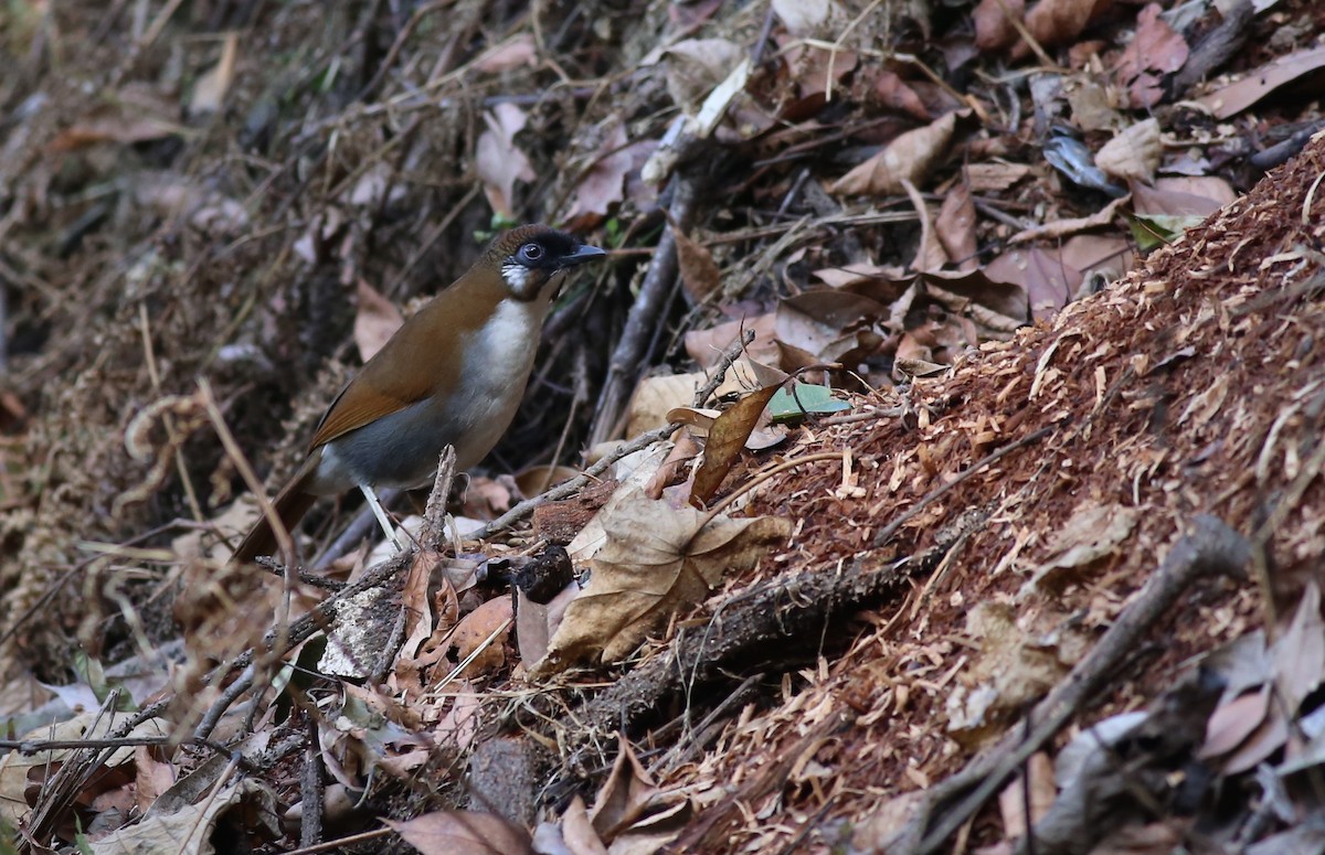 Gray-sided Laughingthrush - ML62214501