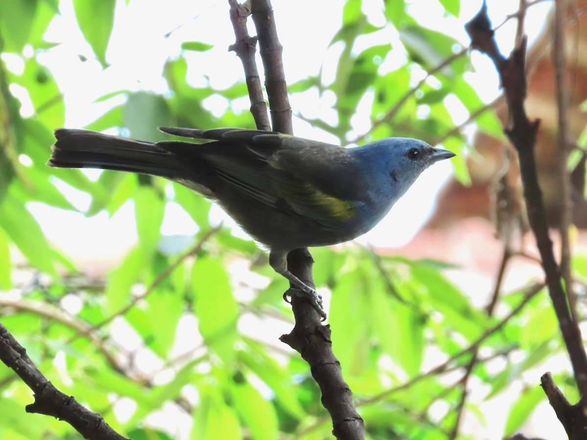 Golden-chevroned Tanager - Susan Cole