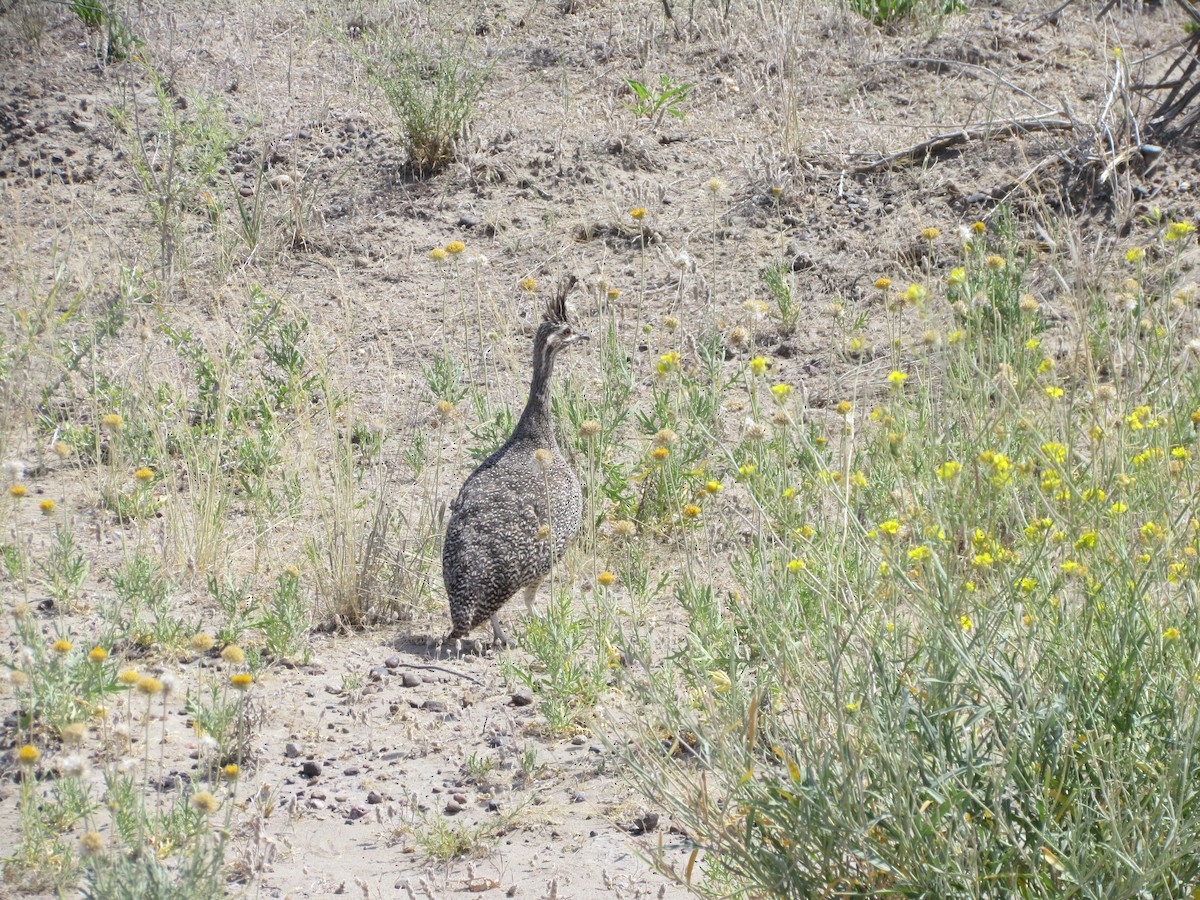 Elegant Crested-Tinamou - ML622145128