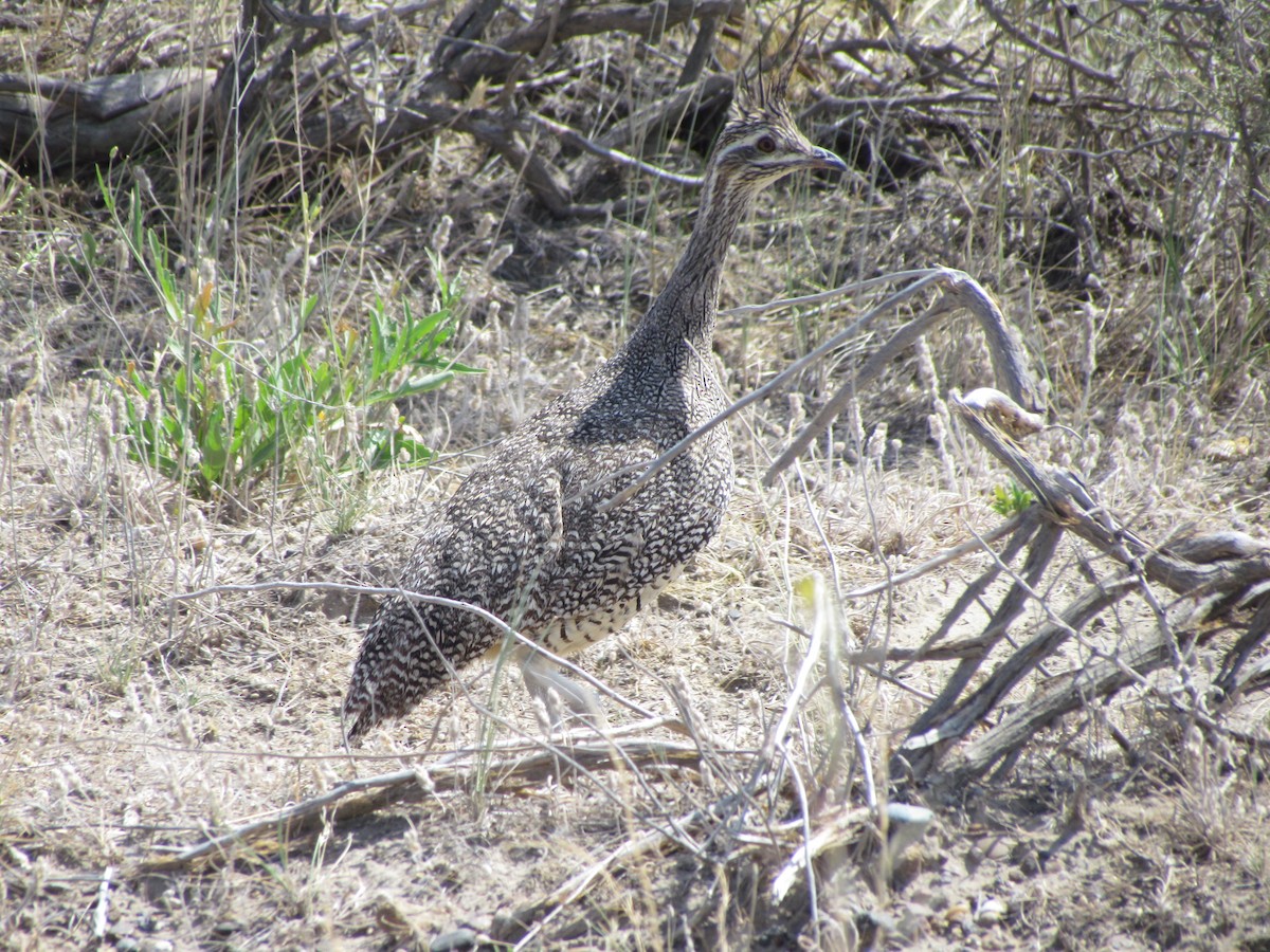 Elegant Crested-Tinamou - ML622145167