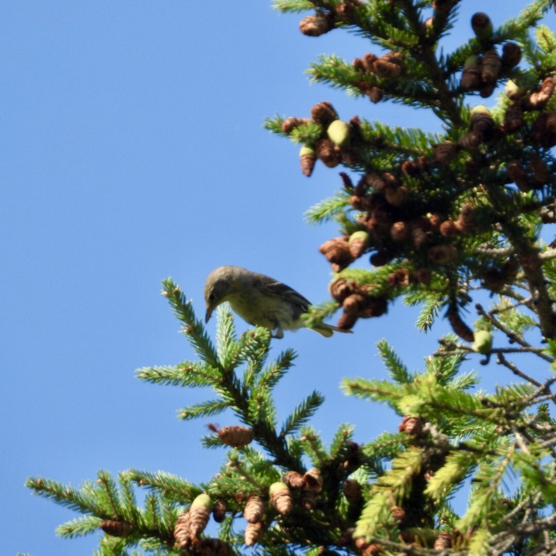 Pine Warbler - Manon Guglia