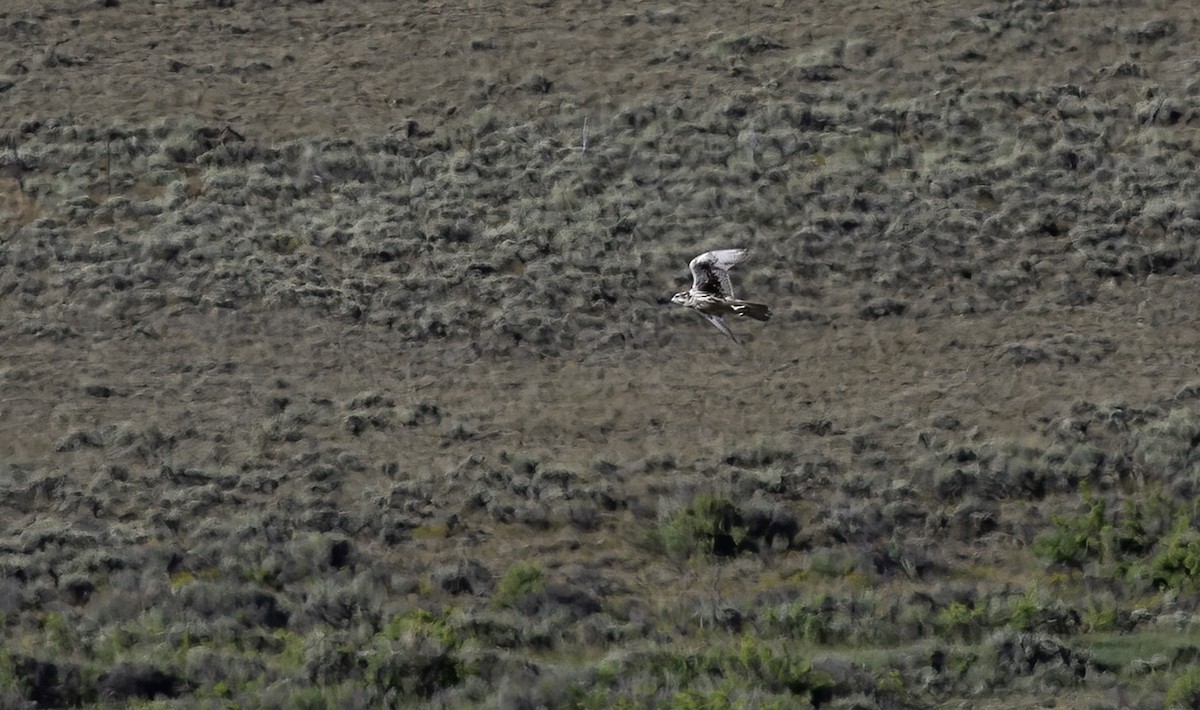 Prairie Falcon - Alex Eberts