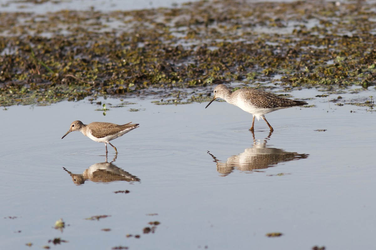 Solitary Sandpiper - ML622145194