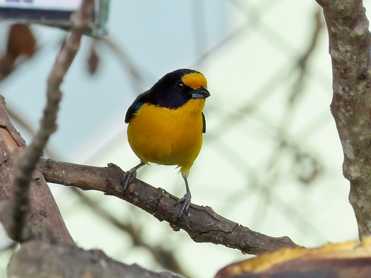 Violaceous Euphonia - ML622145221