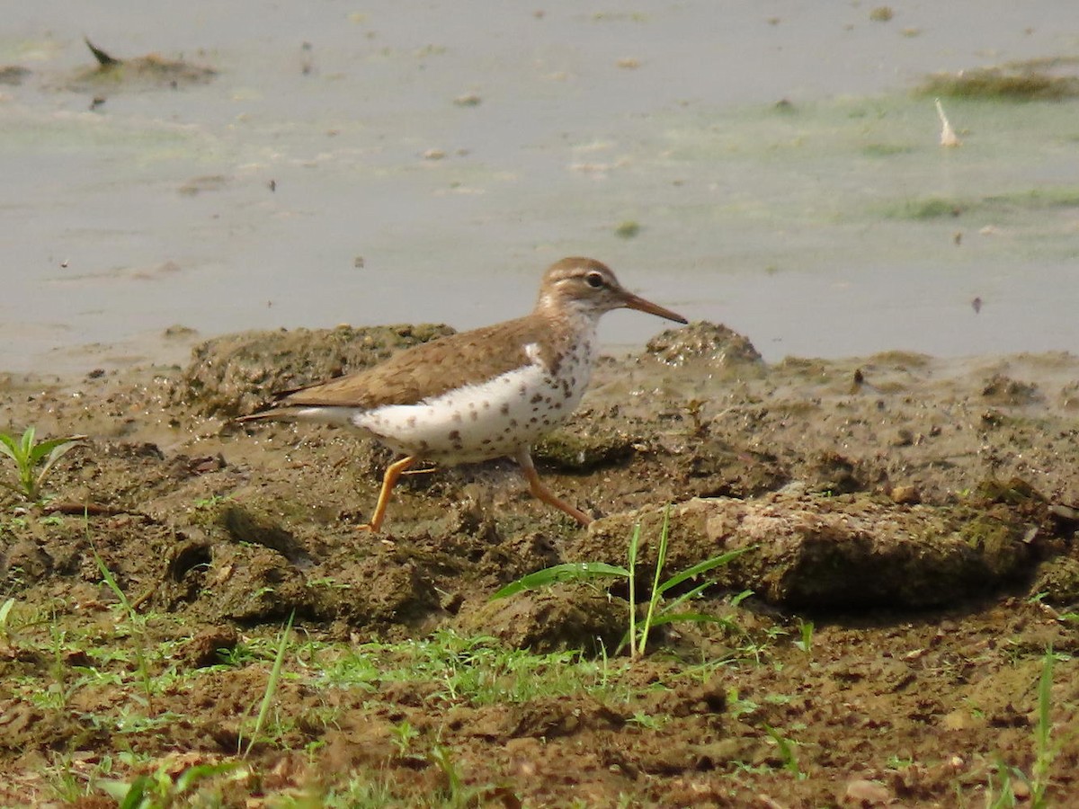 Spotted Sandpiper - ML622145234