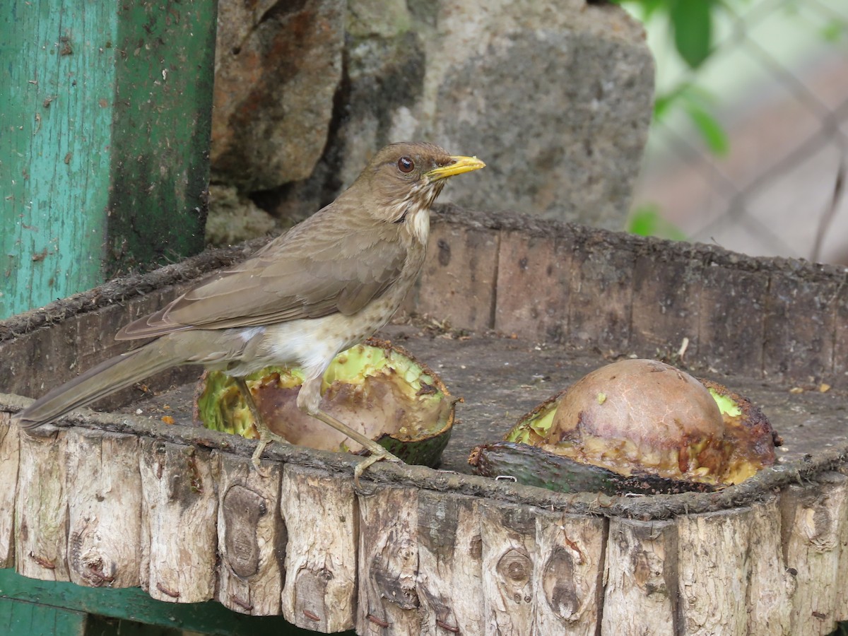 Creamy-bellied Thrush - ML622145268