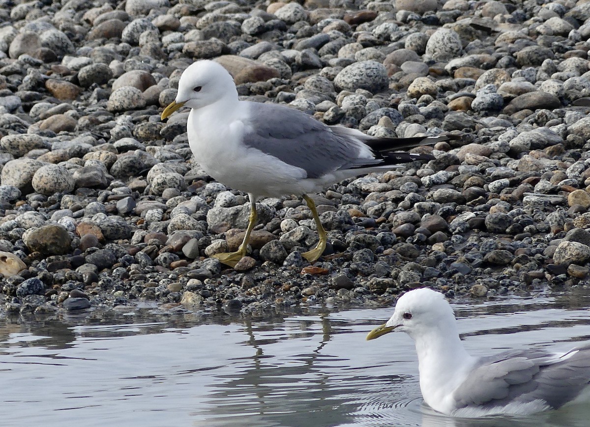 Short-billed Gull - Mary McCafferty