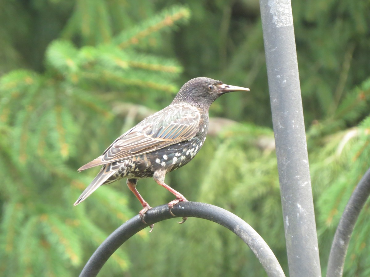 European Starling - ML622145327