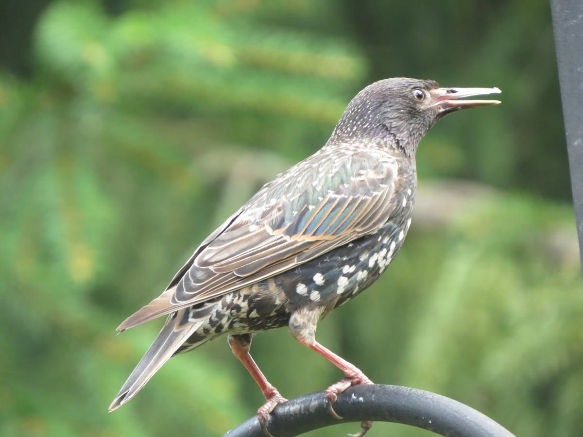 European Starling - ML622145328