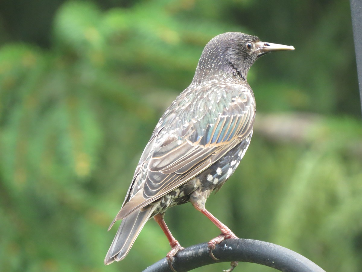 European Starling - ML622145329