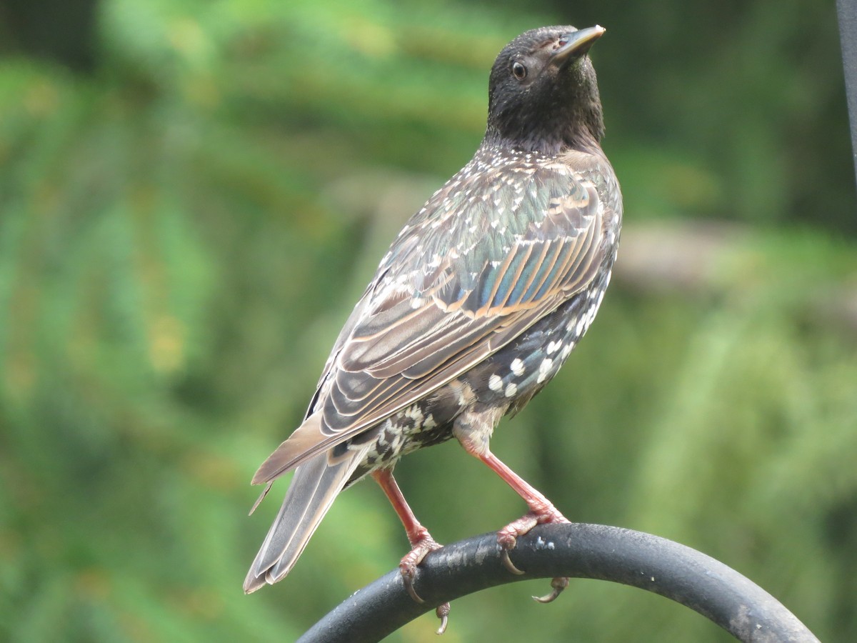 European Starling - ML622145330