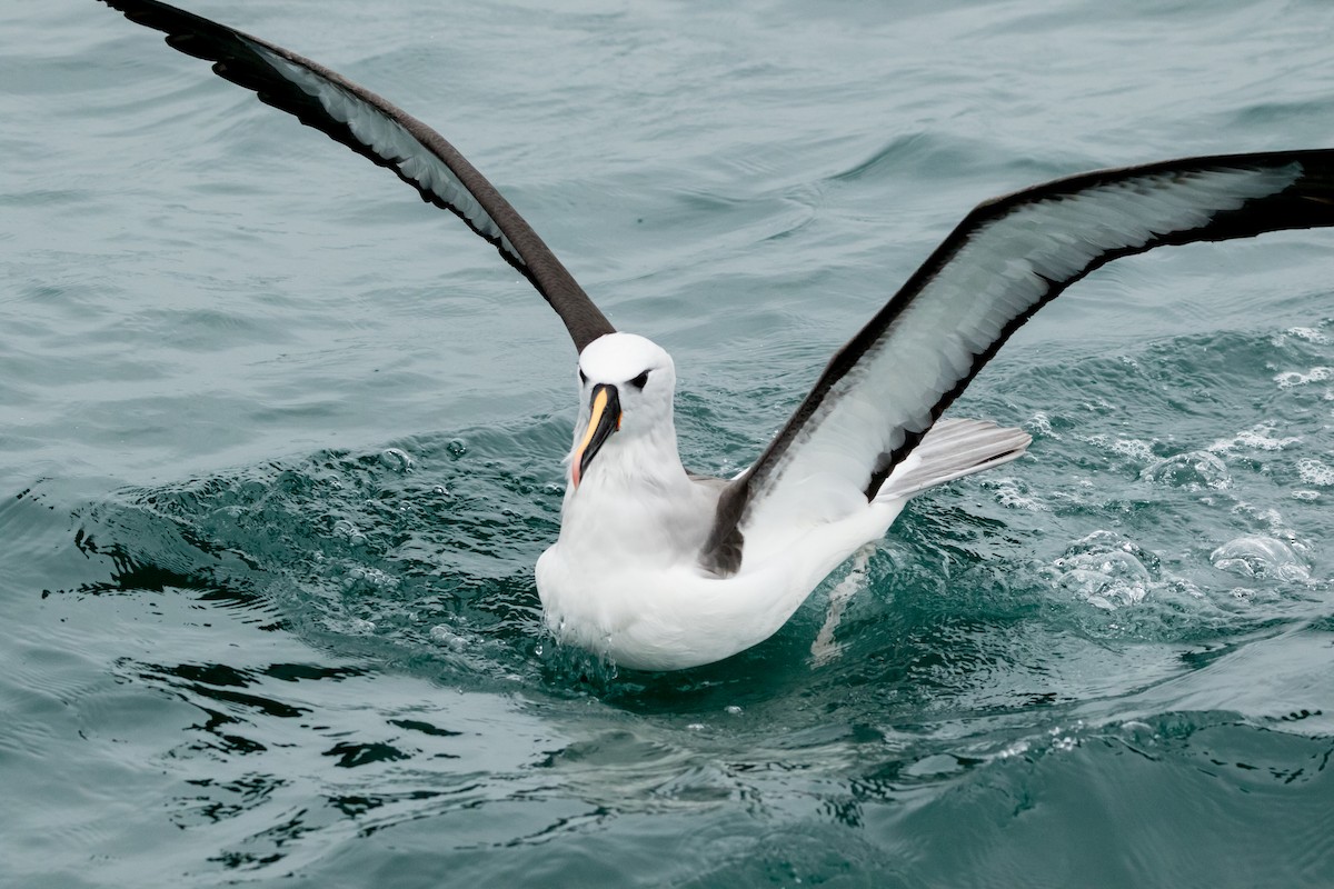 Atlantic Yellow-nosed Albatross - ML622145349