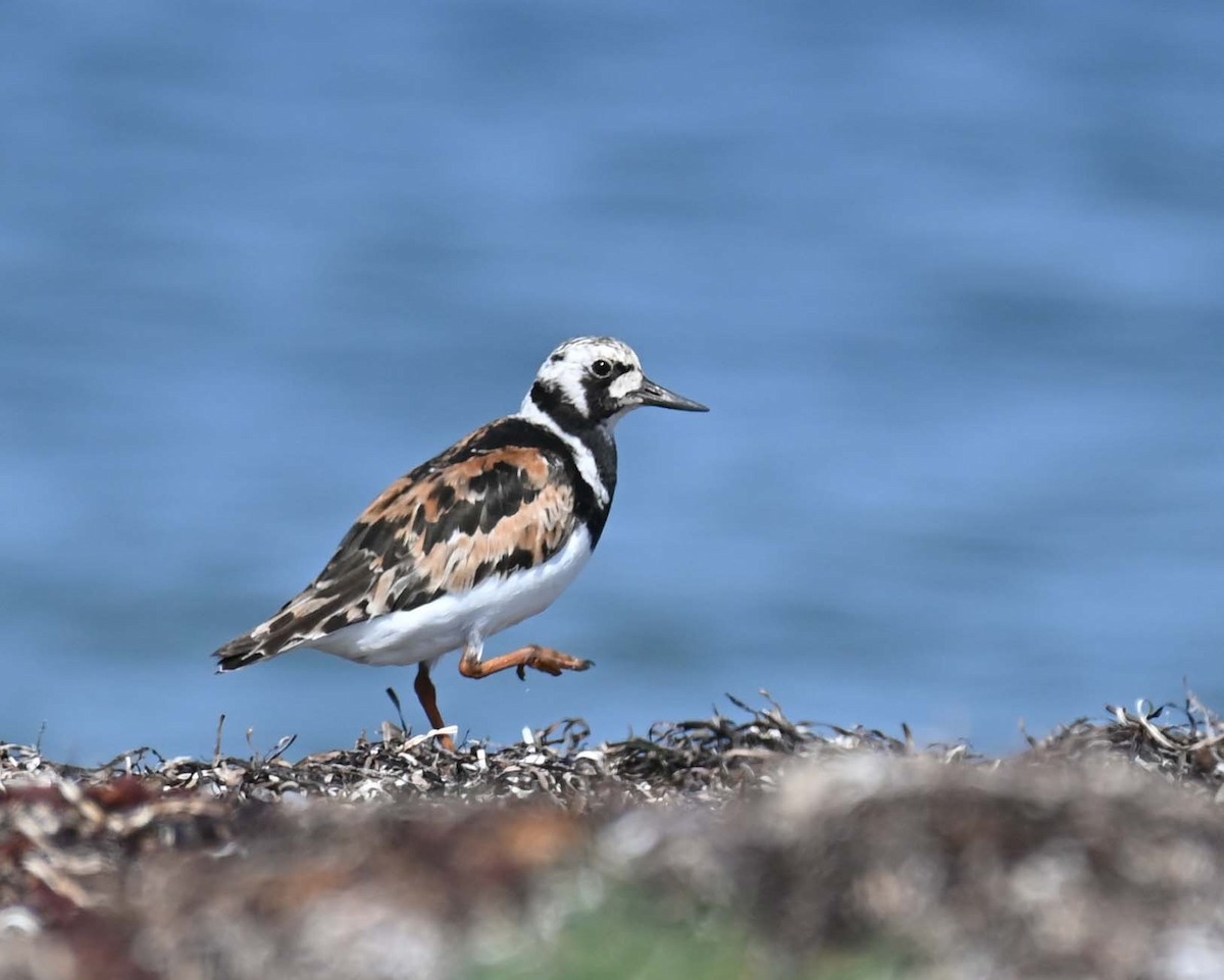 Ruddy Turnstone - ML622145364