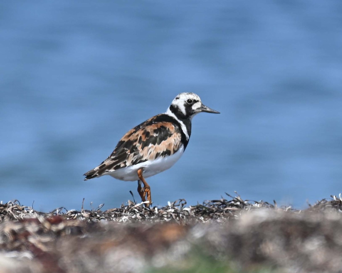 Ruddy Turnstone - ML622145365