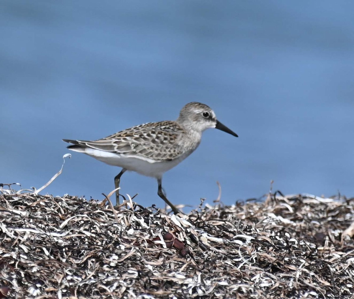 Sanderling - ML622145385