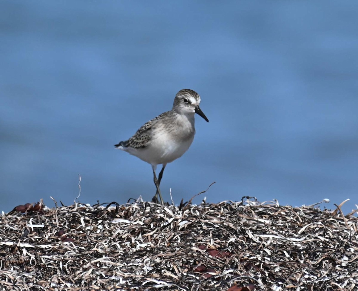 Sanderling - ML622145386