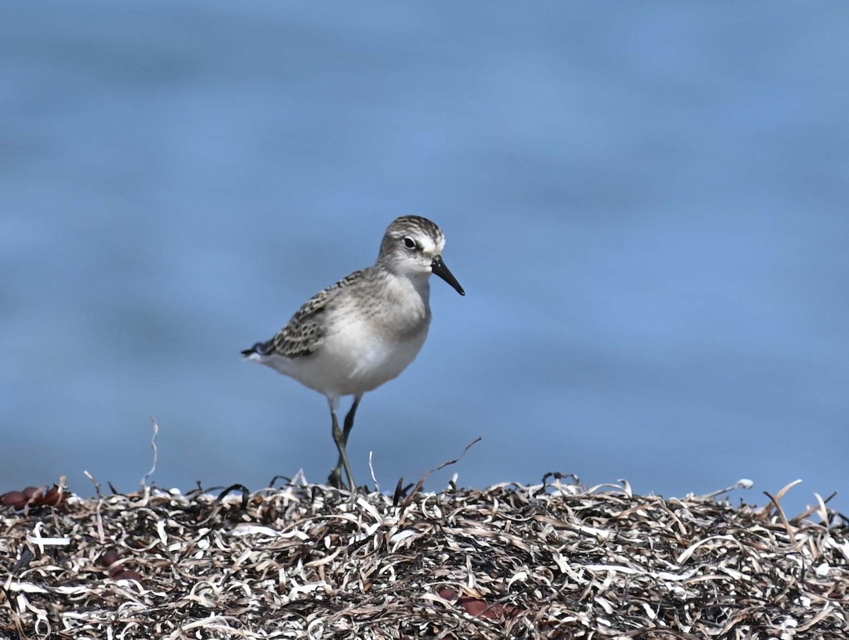 Sanderling - ML622145387