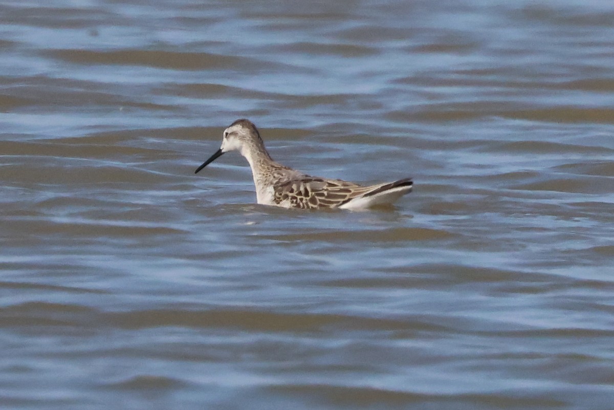 Wilson's Phalarope - Stephen Fettig