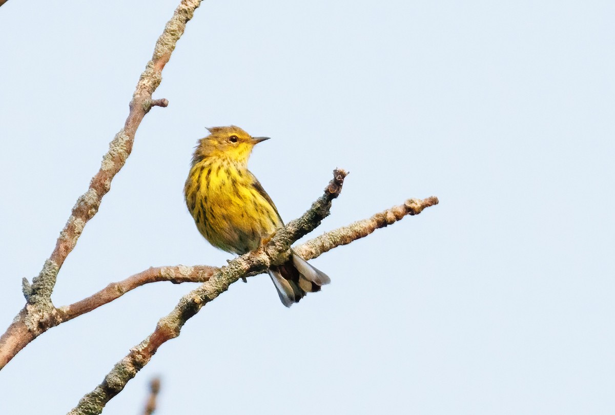 Cape May Warbler - Michel Laquerre