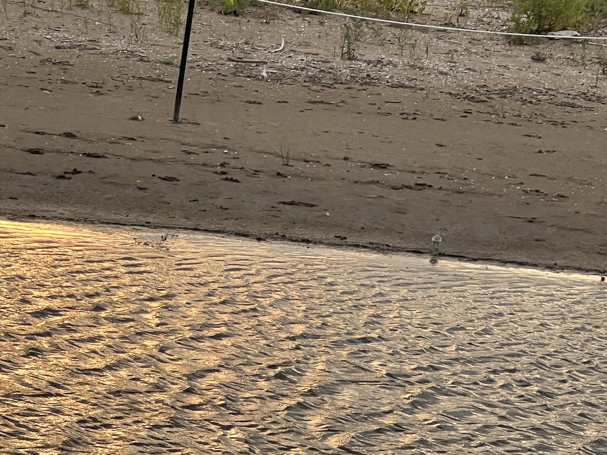 Piping Plover - Rohan Tripathi