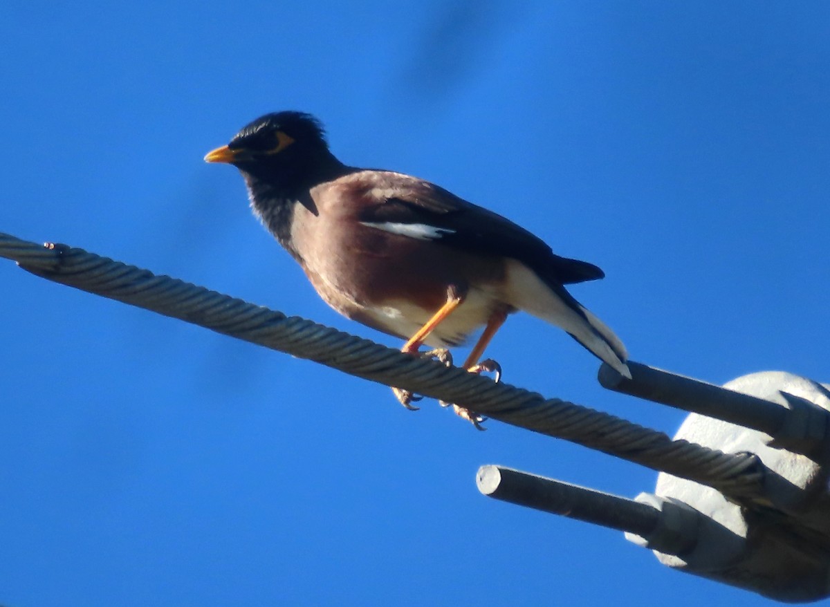 Common Myna - ML622145467