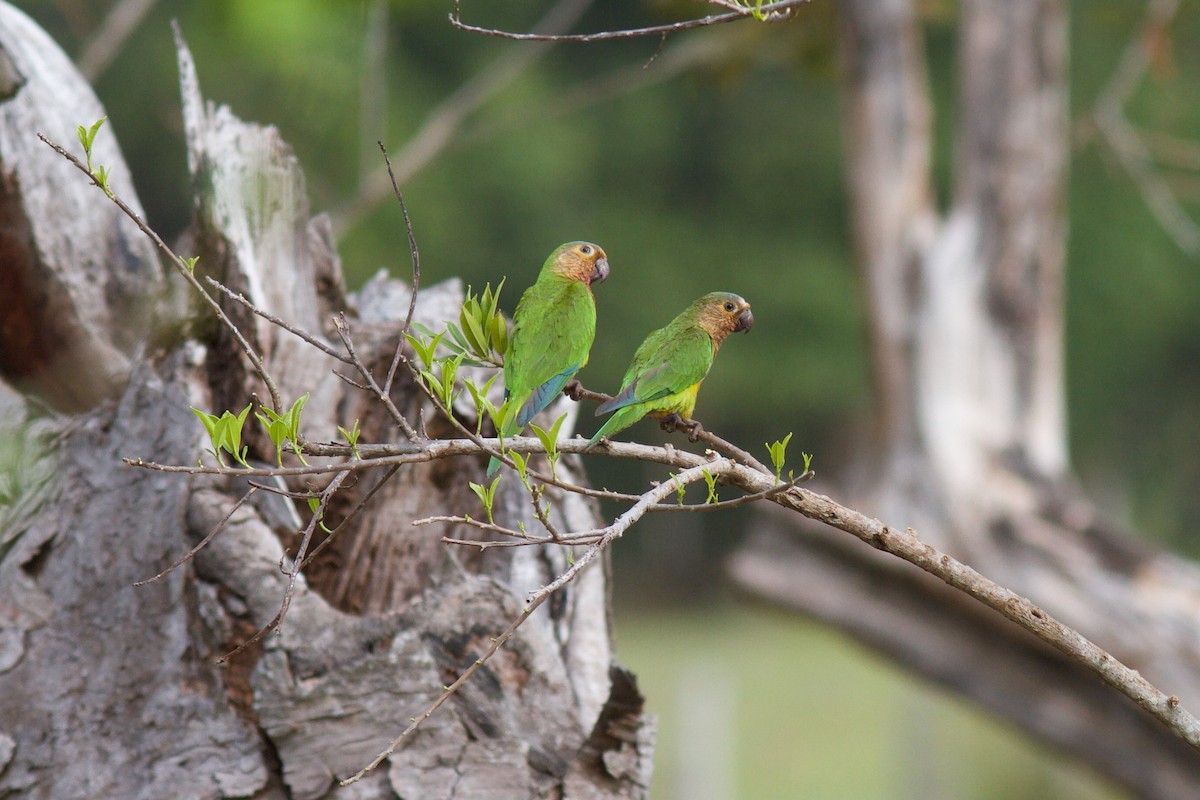 Aratinga Pertinaz - ML622145498