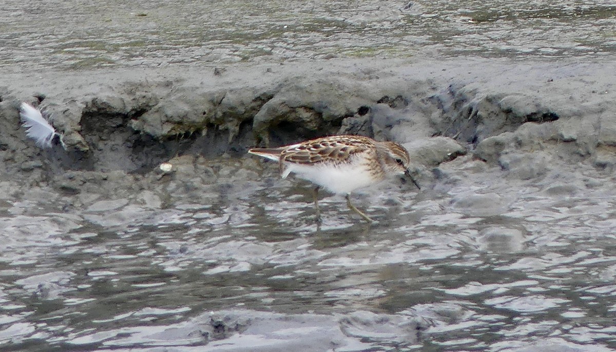 pygmésnipe - ML622145512