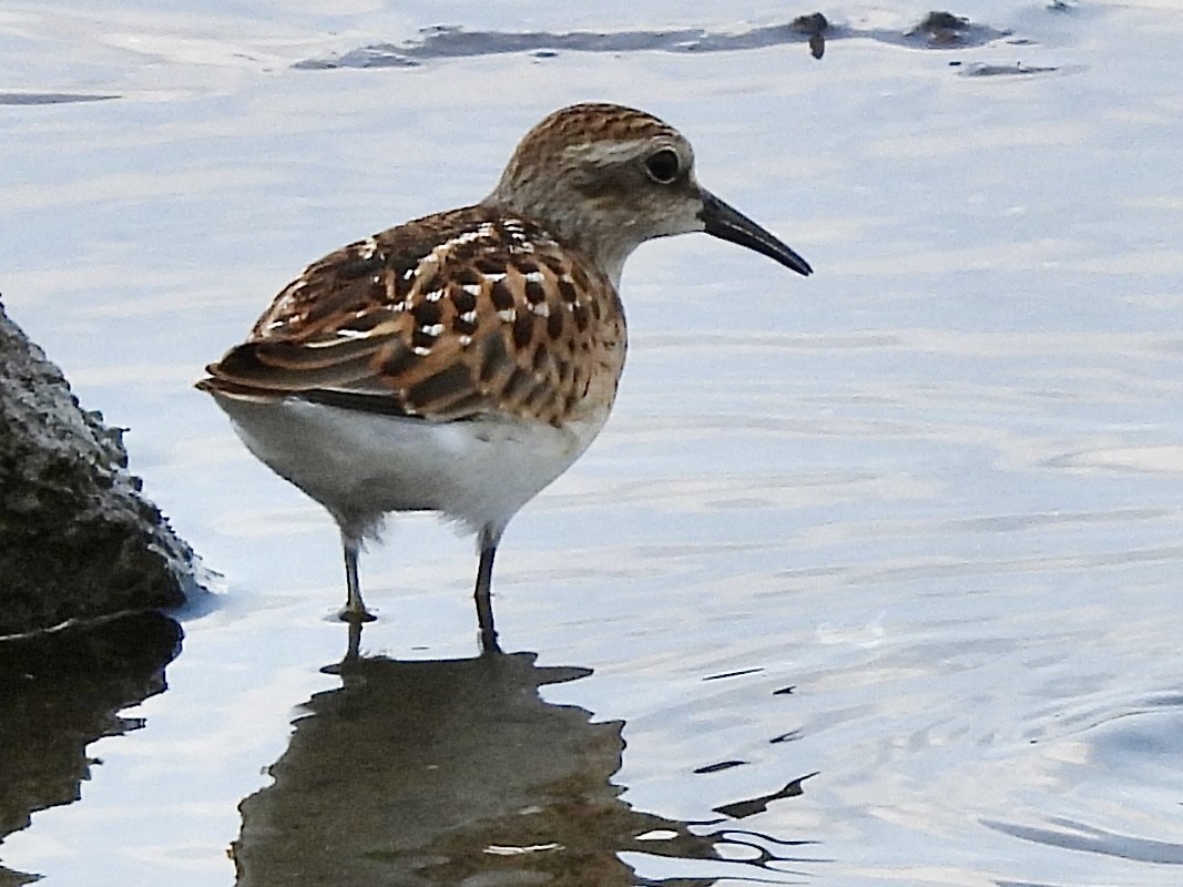 pygmésnipe - ML622145515