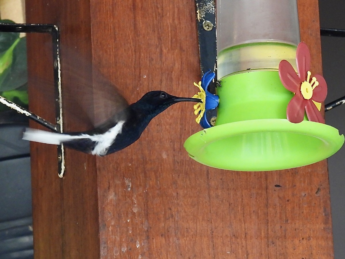 Colibrí Negro - ML622145518