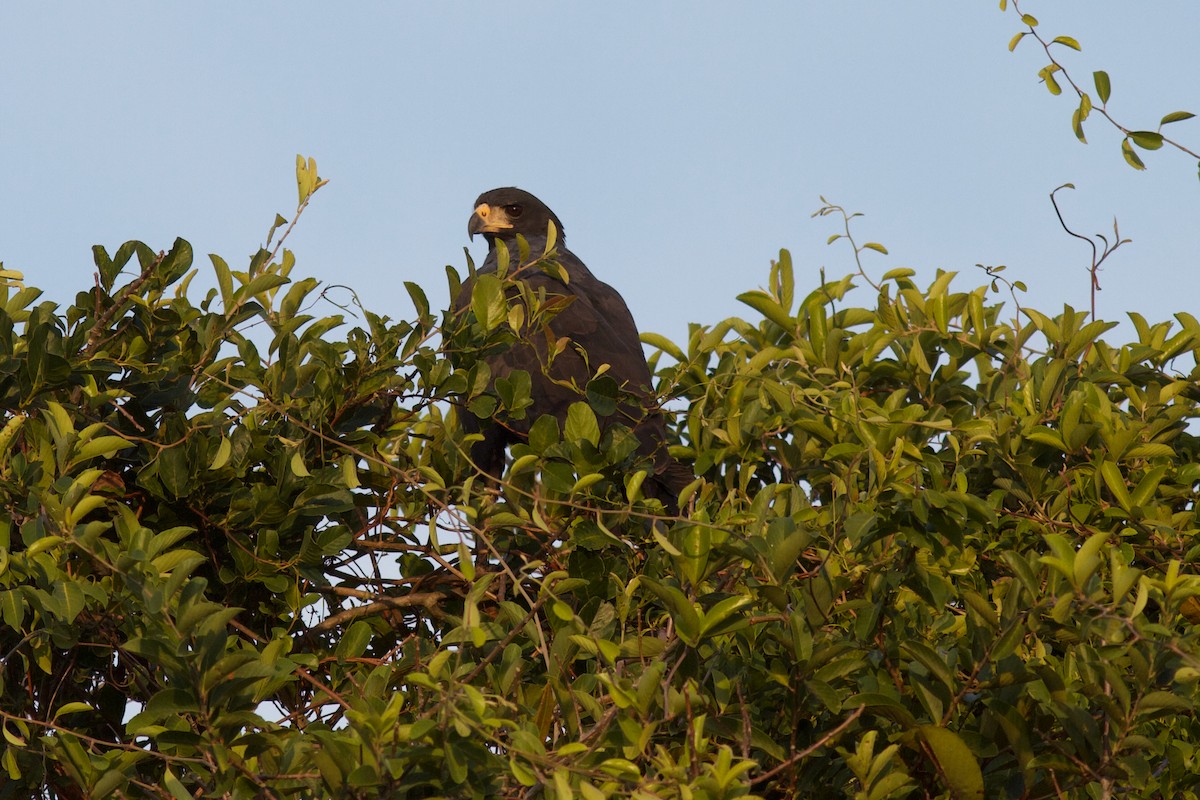 Great Black Hawk - ML622145530