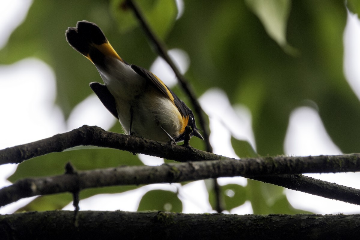 American Redstart - Mel Green