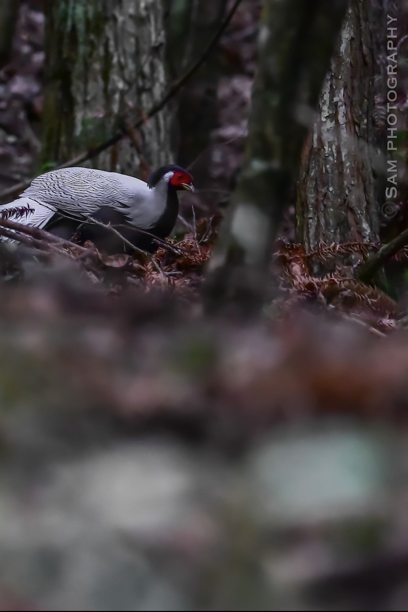 Silver Pheasant - ML622145550