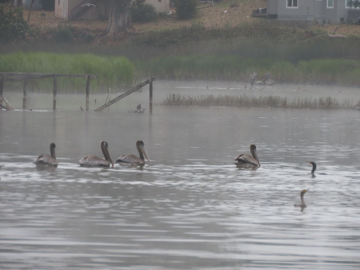 Brown Pelican (California) - ML622145551