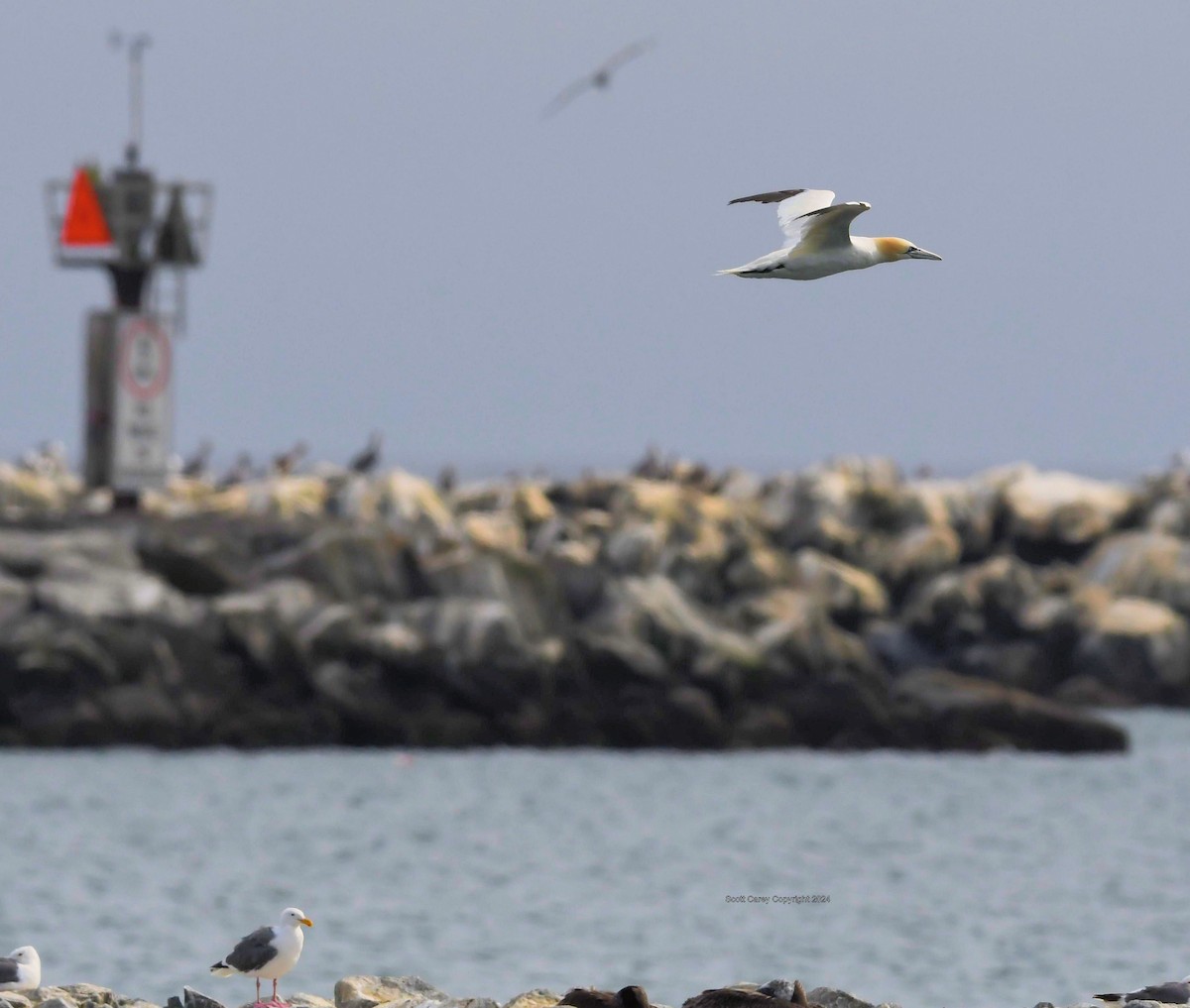 Northern Gannet - ML622145552