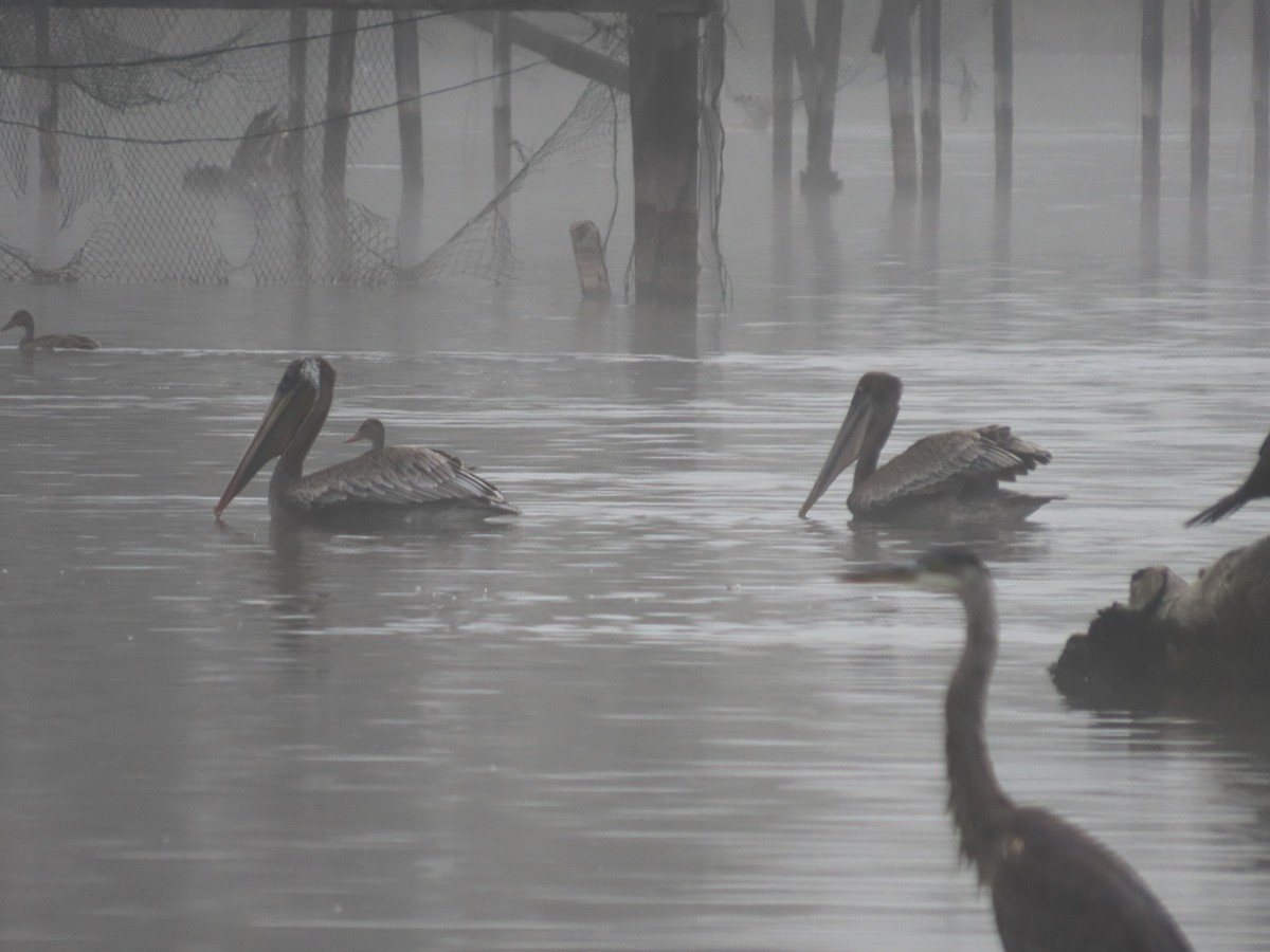 Brown Pelican (California) - ML622145553