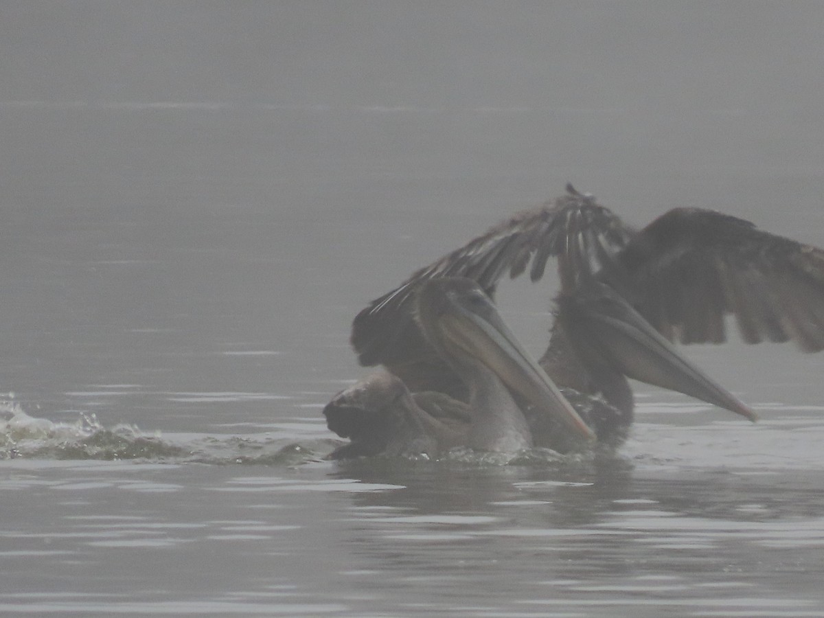 Brown Pelican (California) - ML622145554