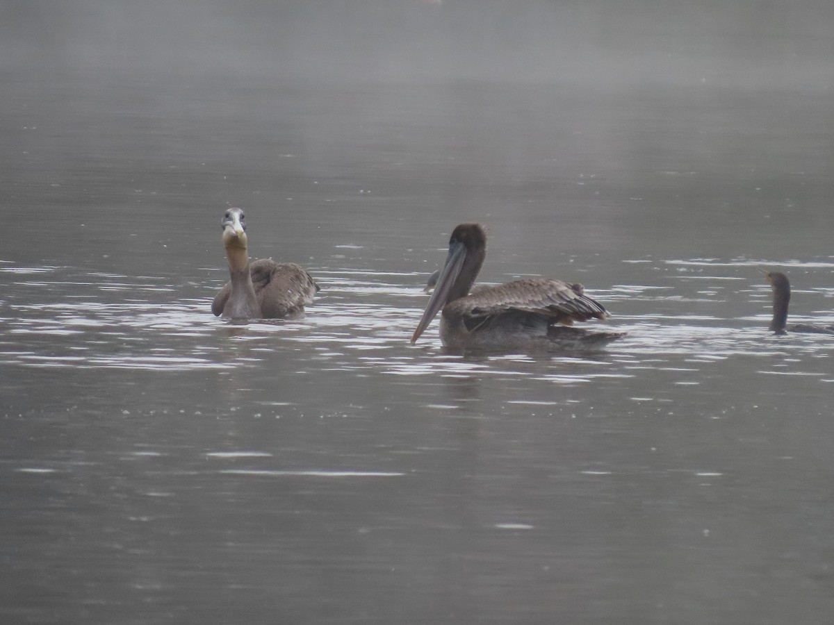 Brown Pelican (California) - ML622145555