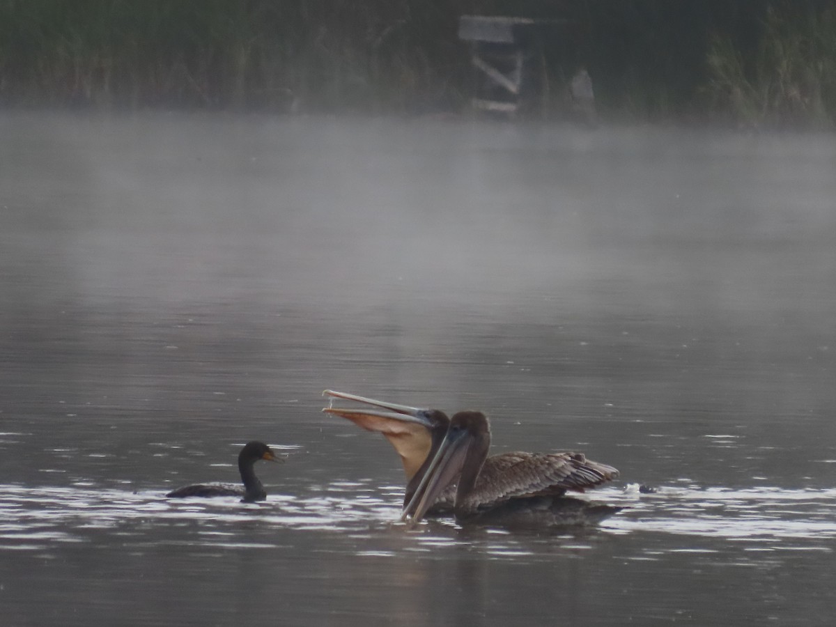 Brown Pelican (California) - ML622145556