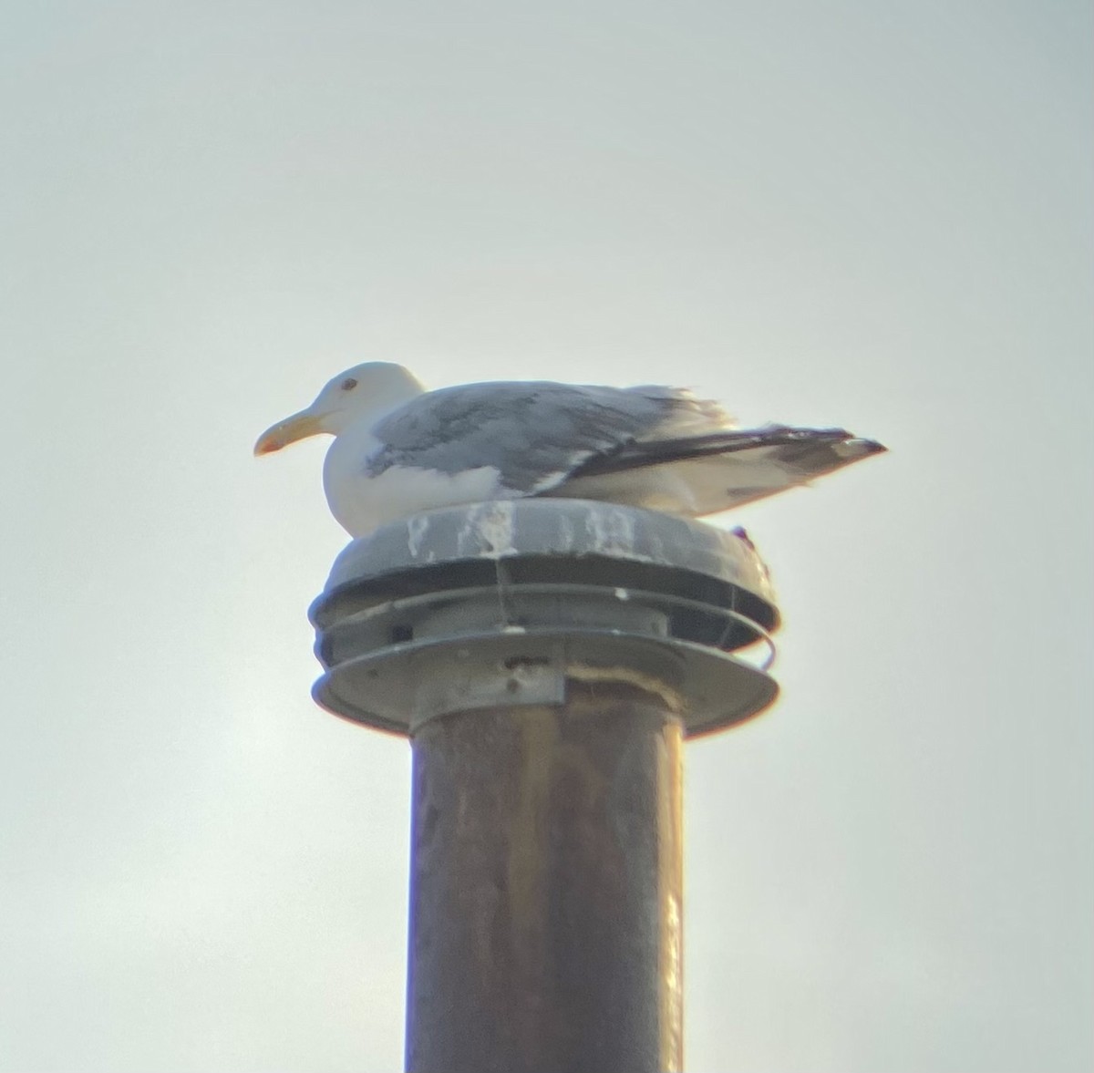 Herring Gull - ML622145557