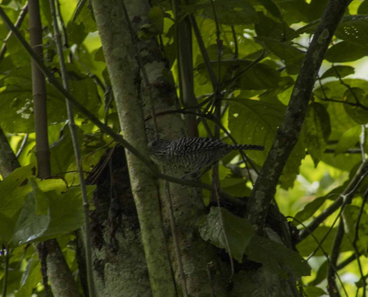 Bar-crested Antshrike - ML622145558