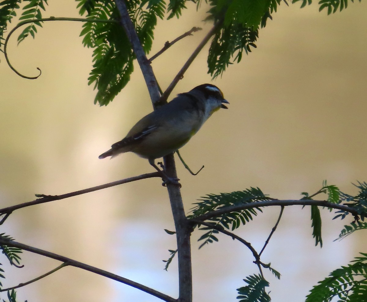 Striated Pardalote - ML622145560