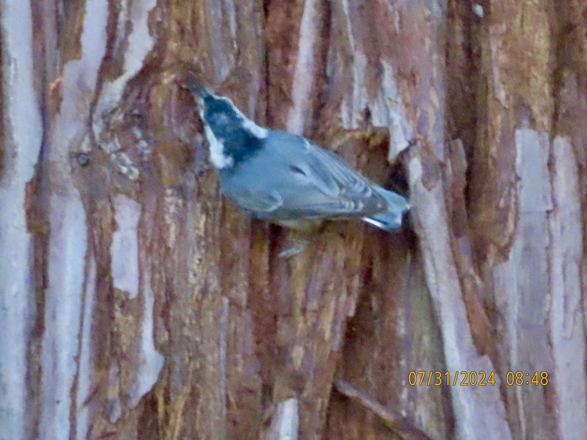 White-breasted Nuthatch - ML622145563