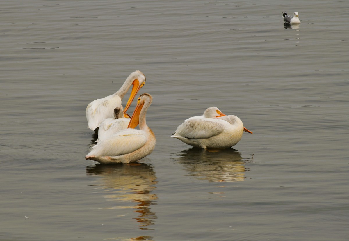 American White Pelican - Elke Davis