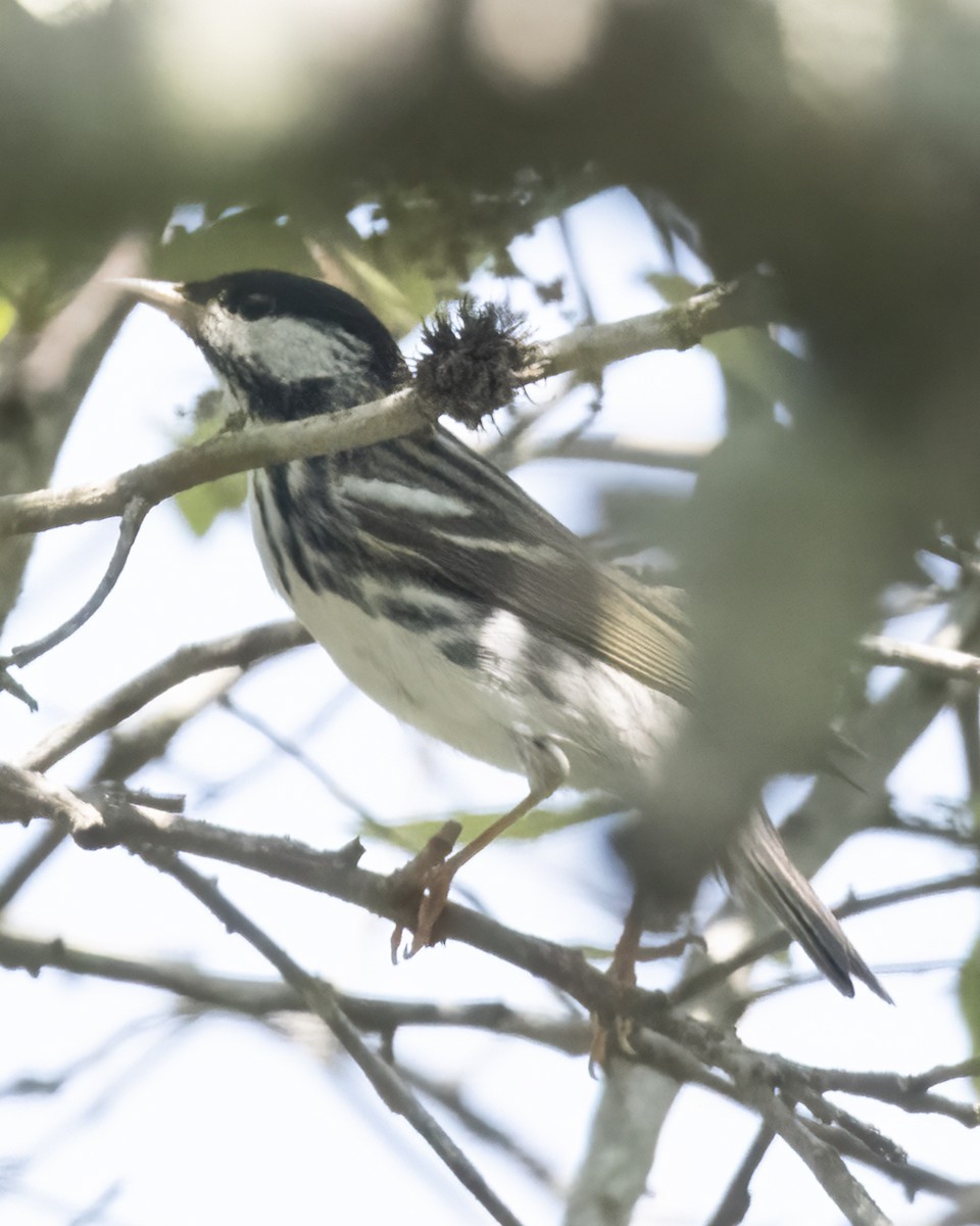 Blackpoll Warbler - ML622145568