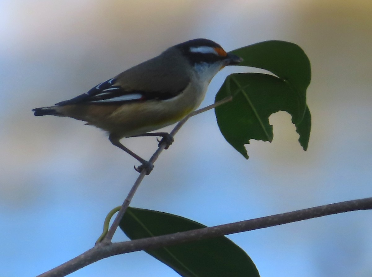 Striated Pardalote - ML622145569