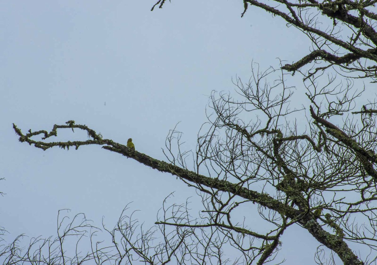 Orange-chinned Parakeet - ML622145571