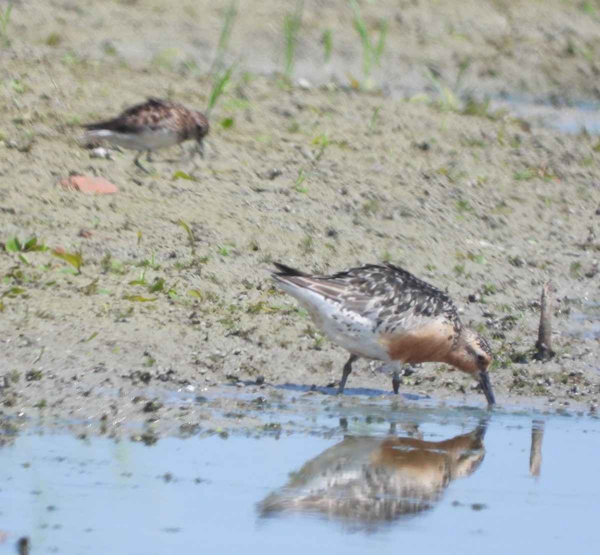 Red Knot - ML622145574