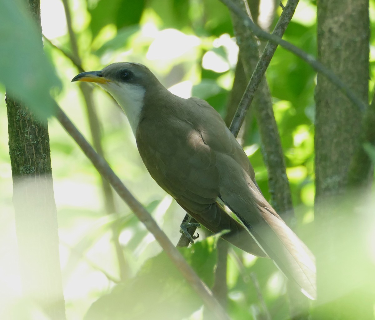 Yellow-billed Cuckoo - ML622145575