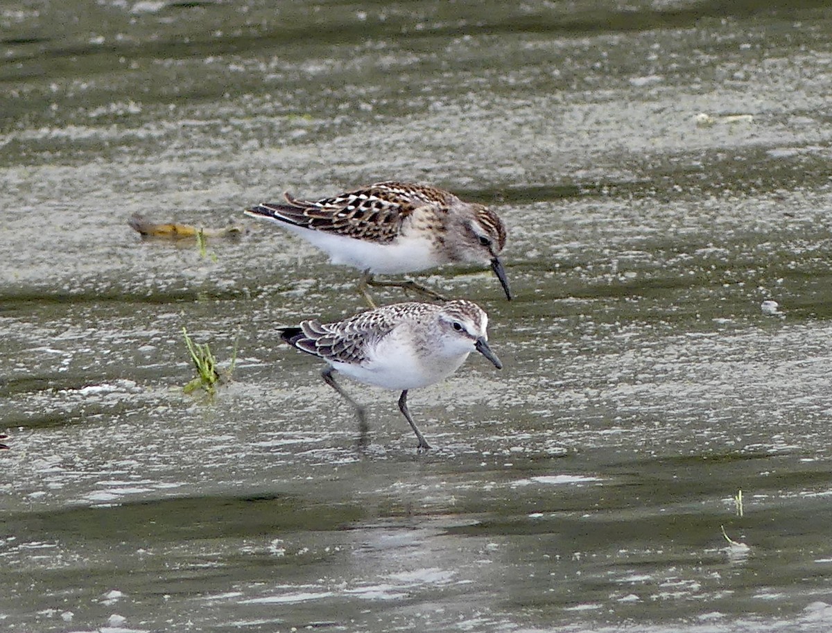 Semipalmated Sandpiper - ML622145576